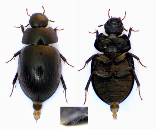 Réf. 352 358 : Hydrobius sp.